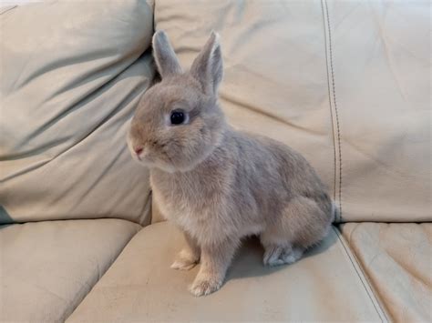 Bunnies for adoption - For pet & wildlife information. Chicago animal shelter, adopt and rescue rabbits, cats and dogs.